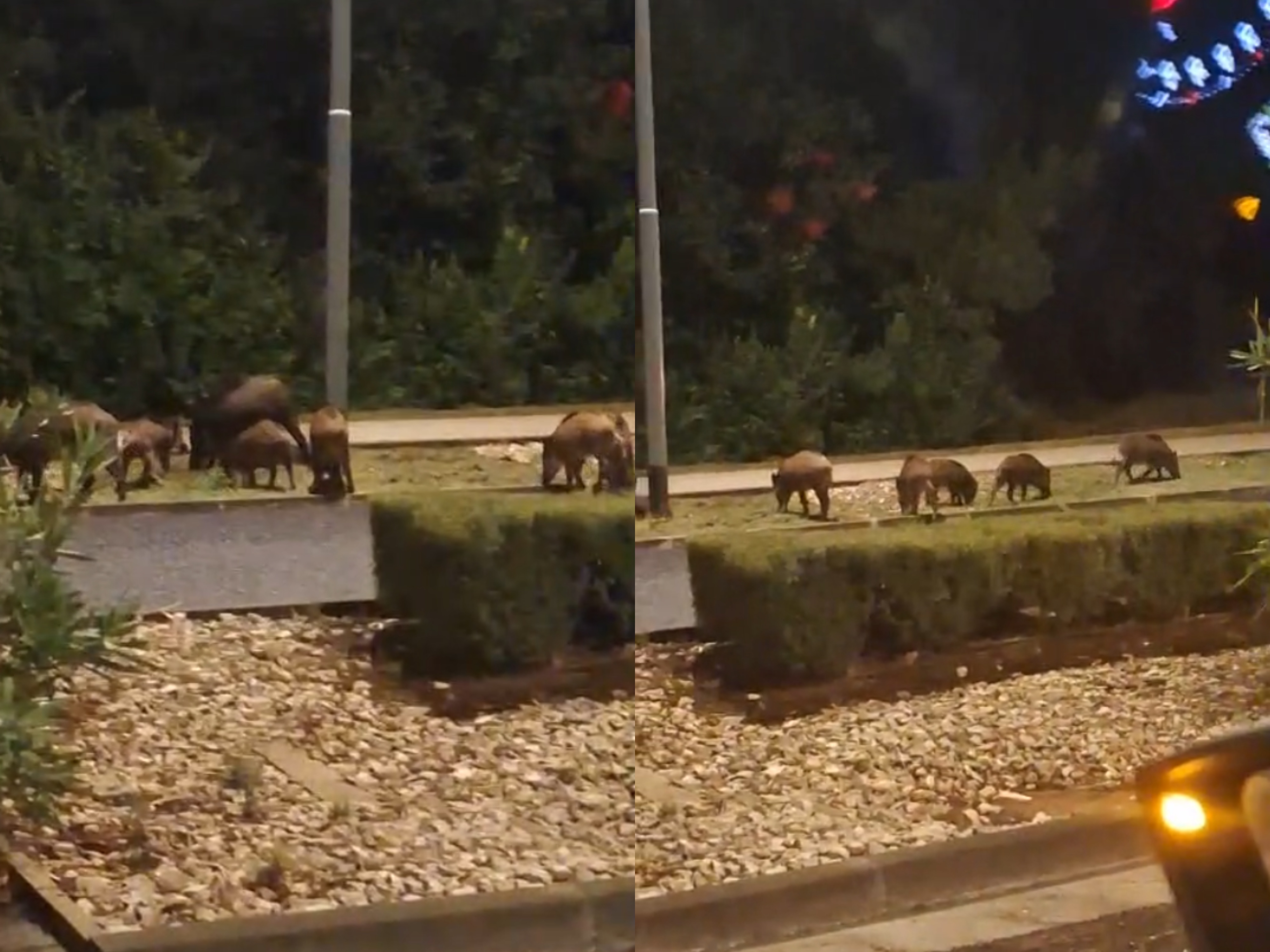 (VIDEO) Divlje svinje viđene kako šetaju pored ceste u Puli